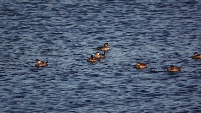 アカオタテガモ - ML644618835