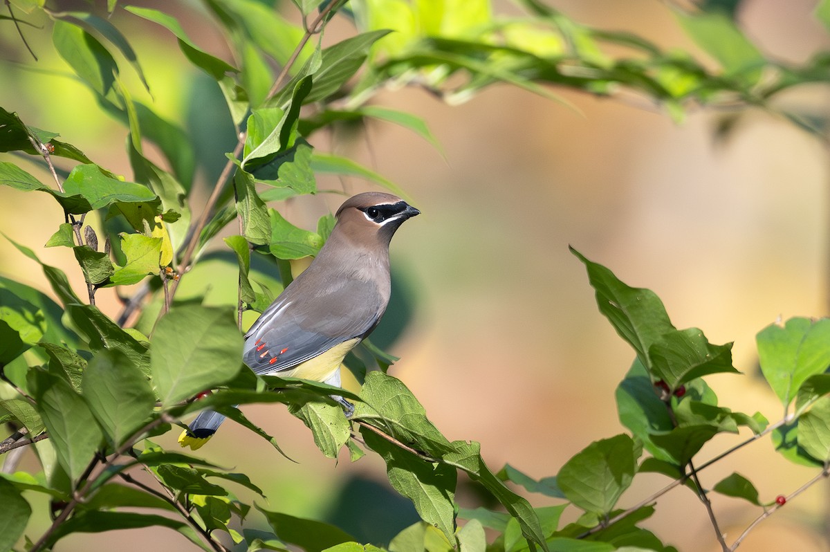 Sedir İpekkuyruğu - ML644618849