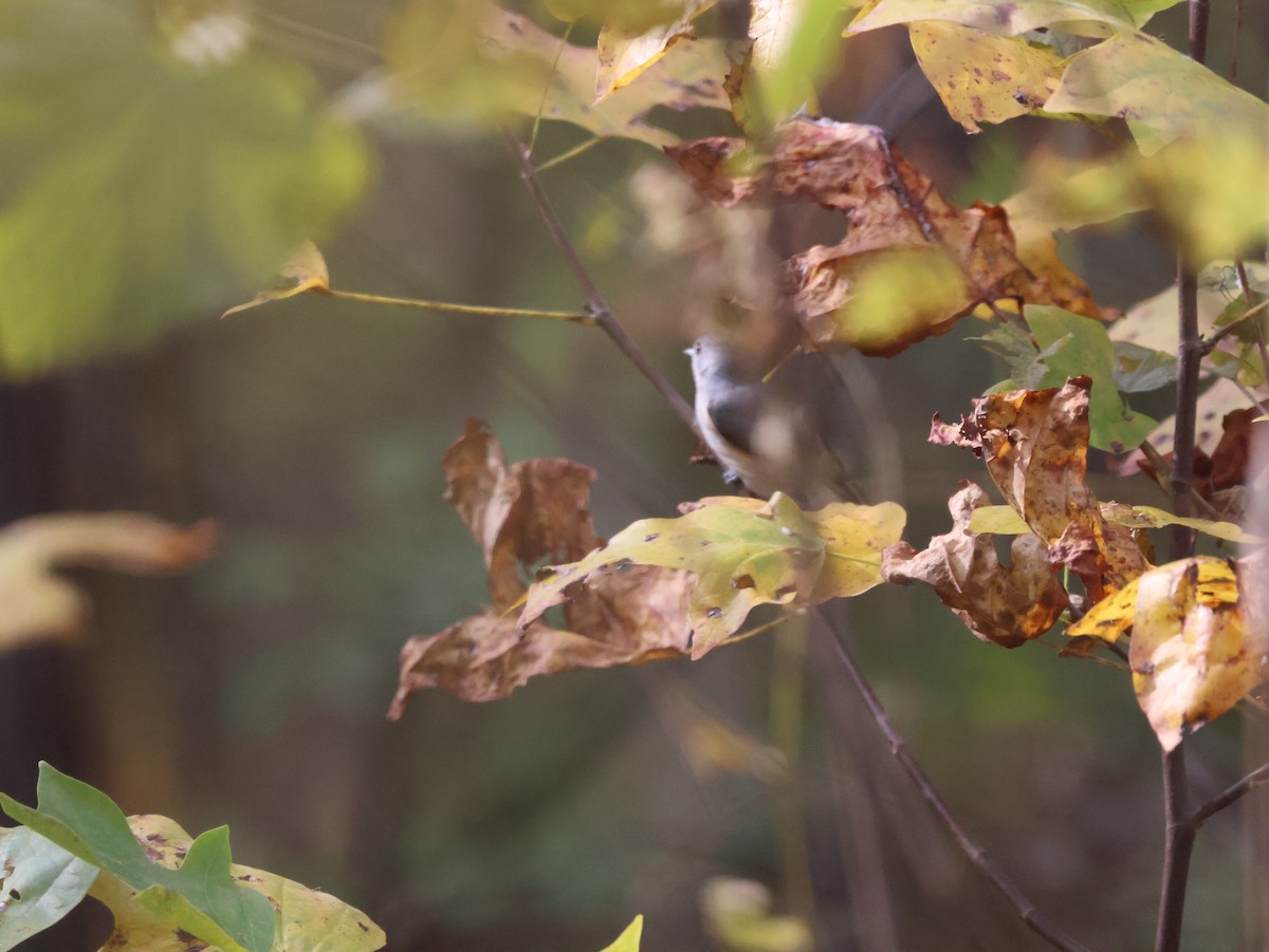 Tufted Titmouse - ML644618850