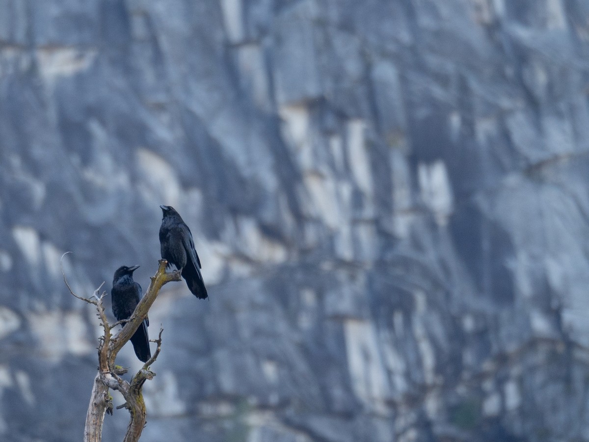 Kuzgun - ML644618852