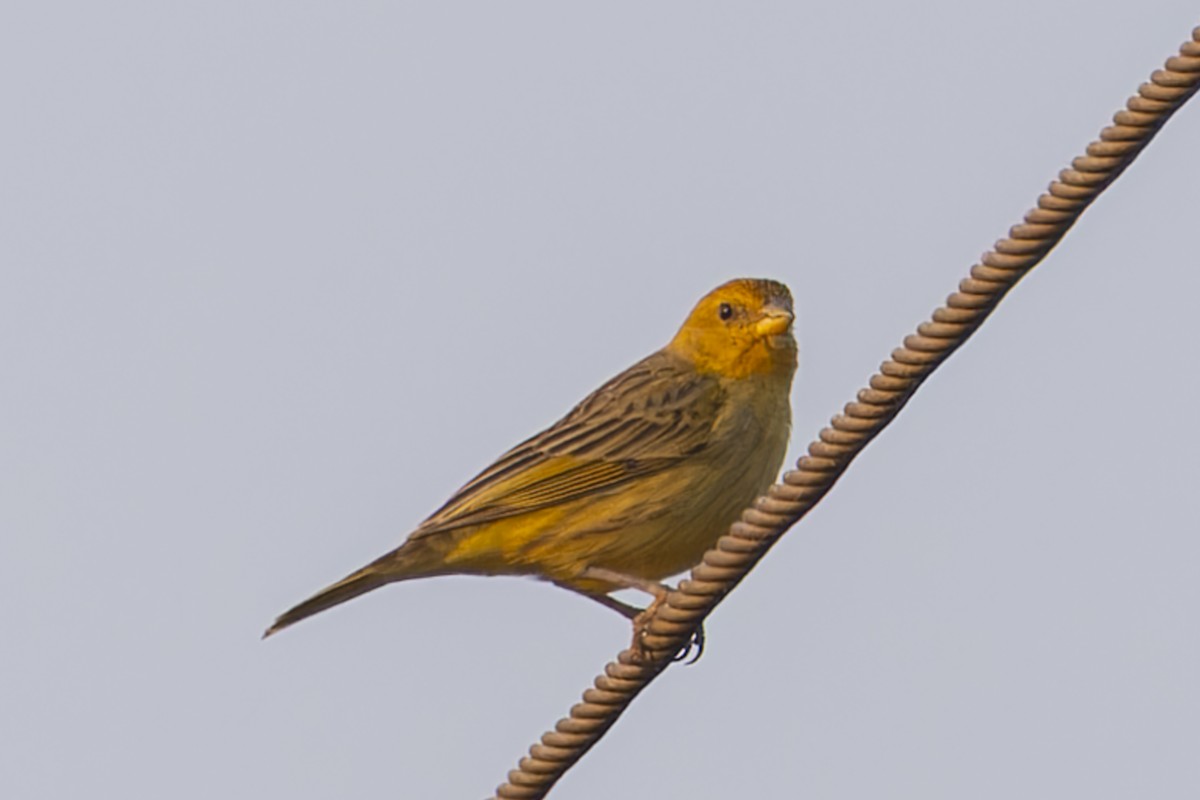 Grassland Yellow-Finch - ML644618858