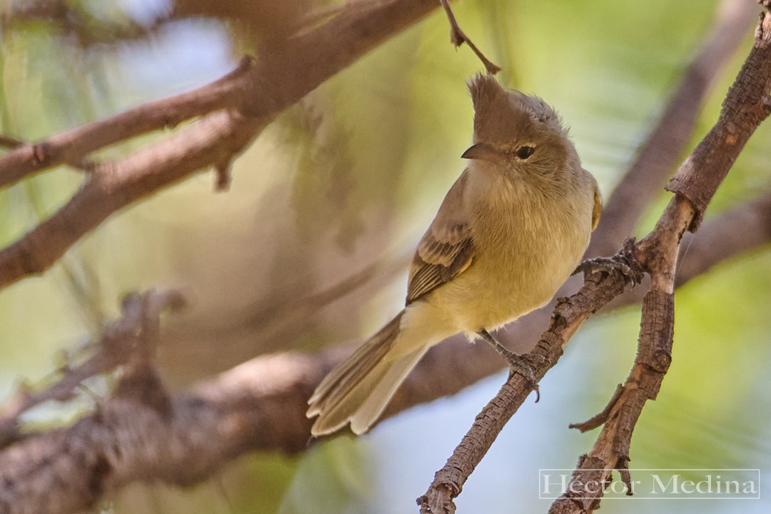 Northern Beardless-Tyrannulet - ML644618864