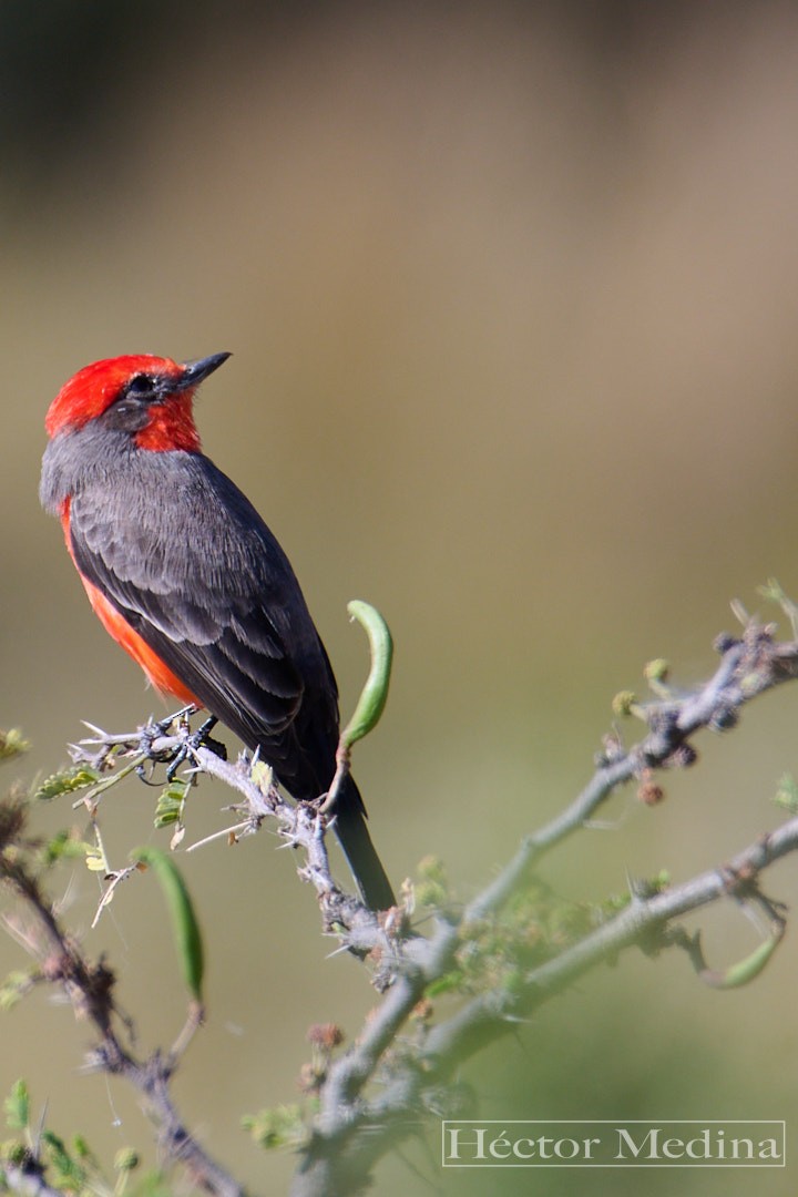 Vermilion Flycatcher - ML644618872