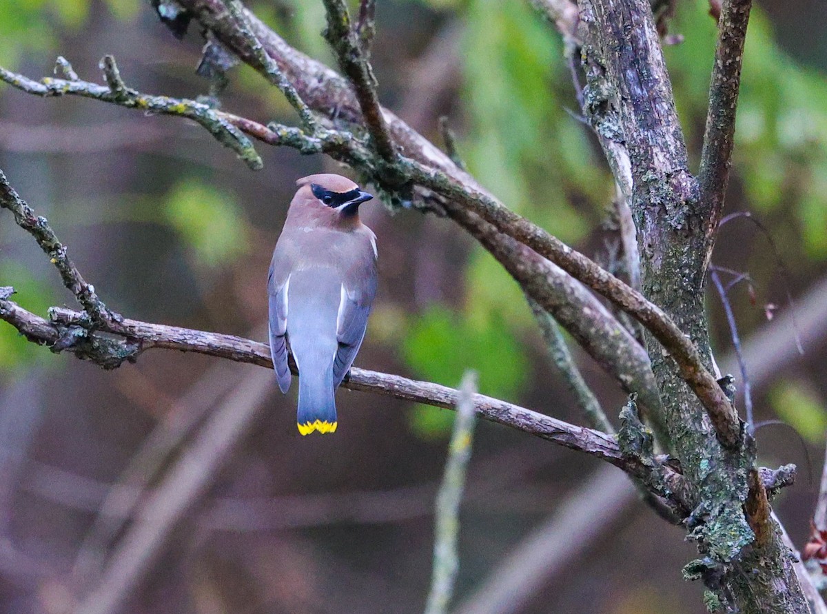 Sedir İpekkuyruğu - ML644618879