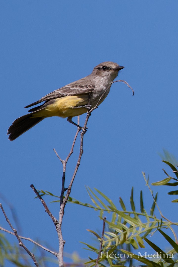 Cassin's Kingbird - ML644618884