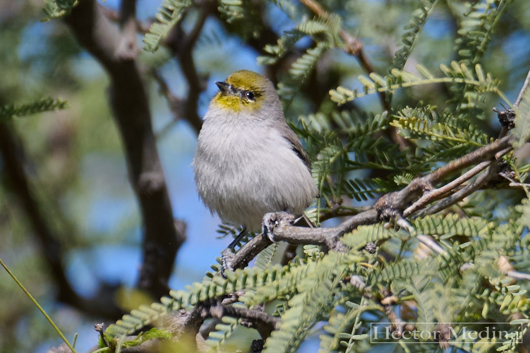 Verdin - ML644618887