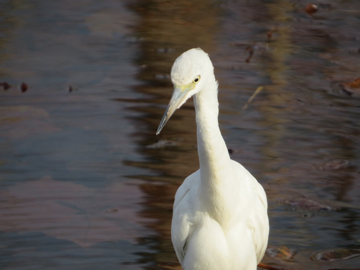 Little Blue Heron - ML644618890
