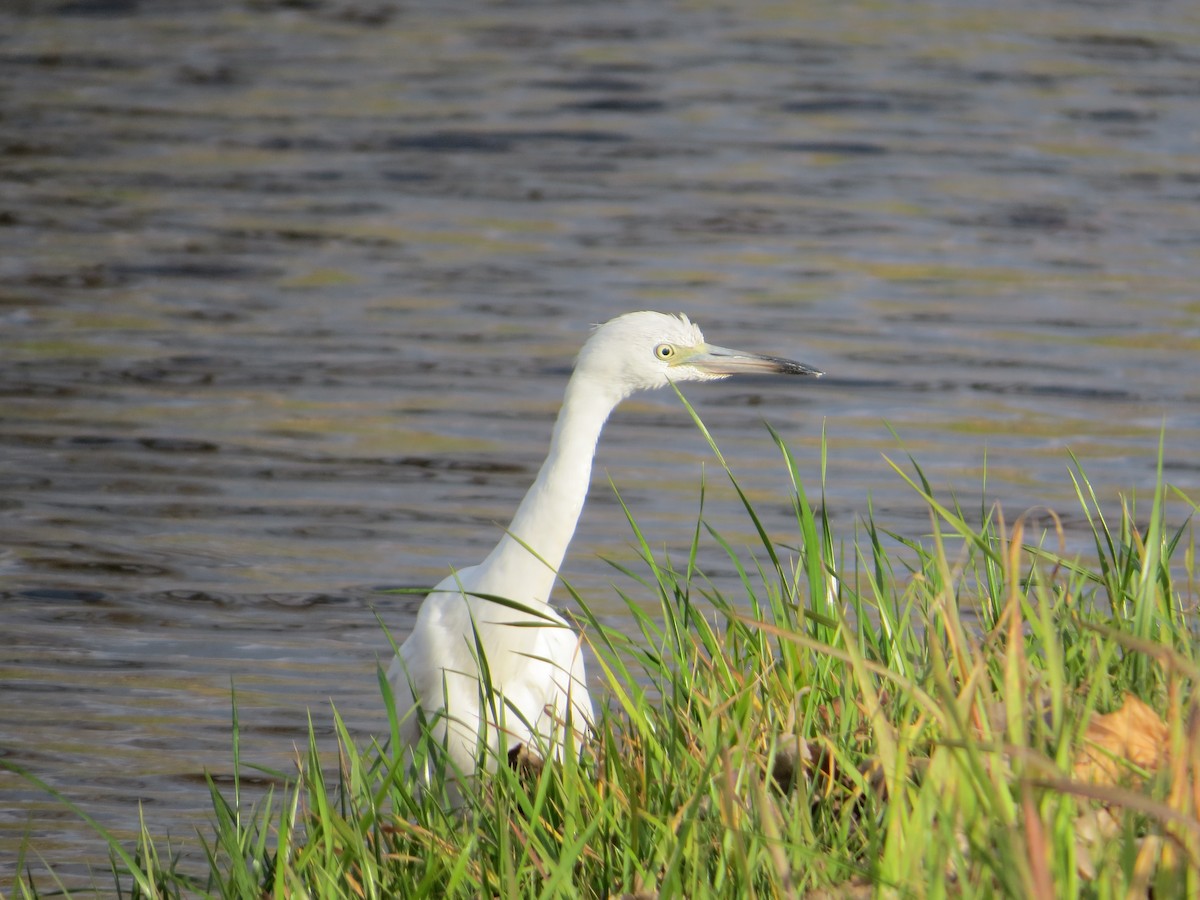 Little Blue Heron - ML644618891