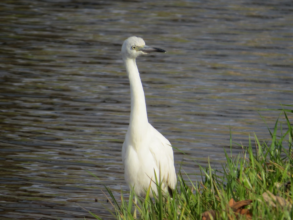 Little Blue Heron - ML644618893