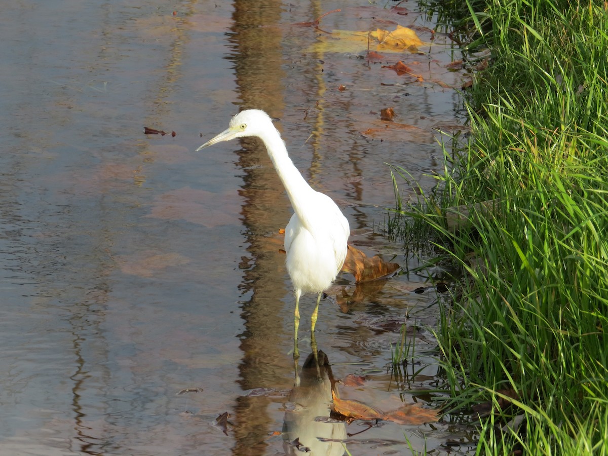 Little Blue Heron - ML644618895