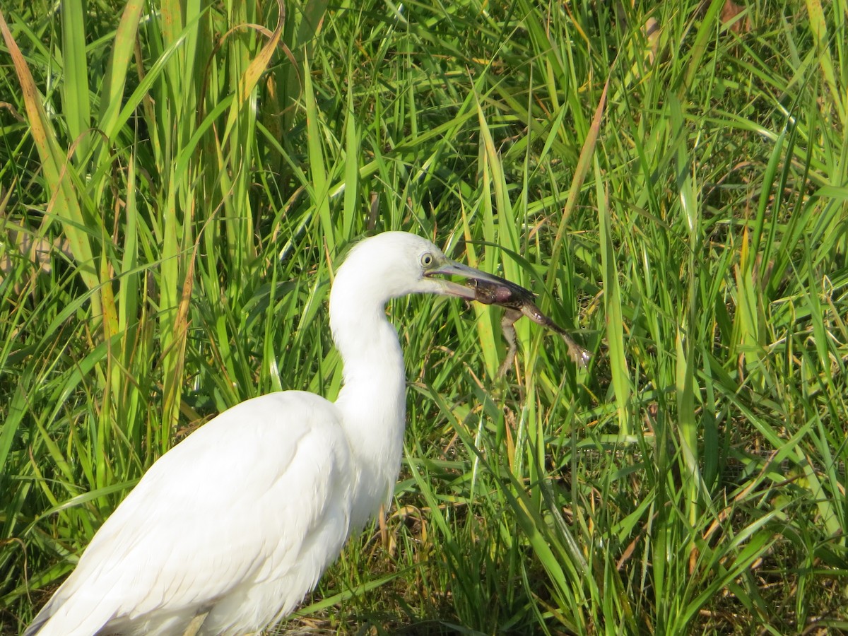Little Blue Heron - ML644618896