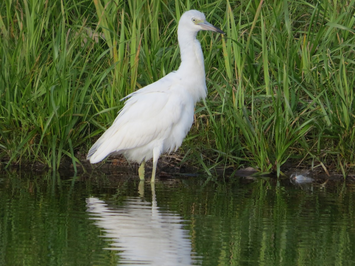 Little Blue Heron - ML644618897