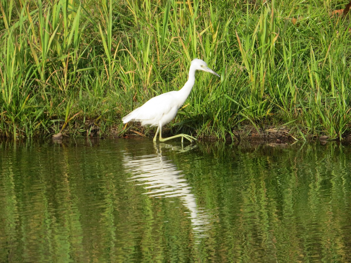 Little Blue Heron - ML644618898
