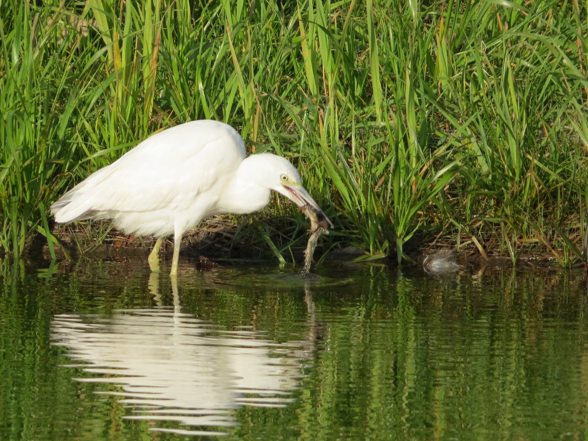Little Blue Heron - ML644618899