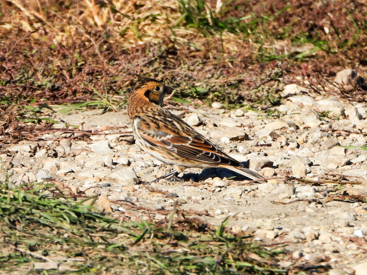 Lapland Longspur - ML644618910