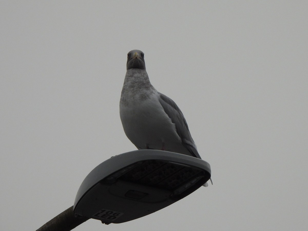 Glaucous-winged Gull - ML644618924