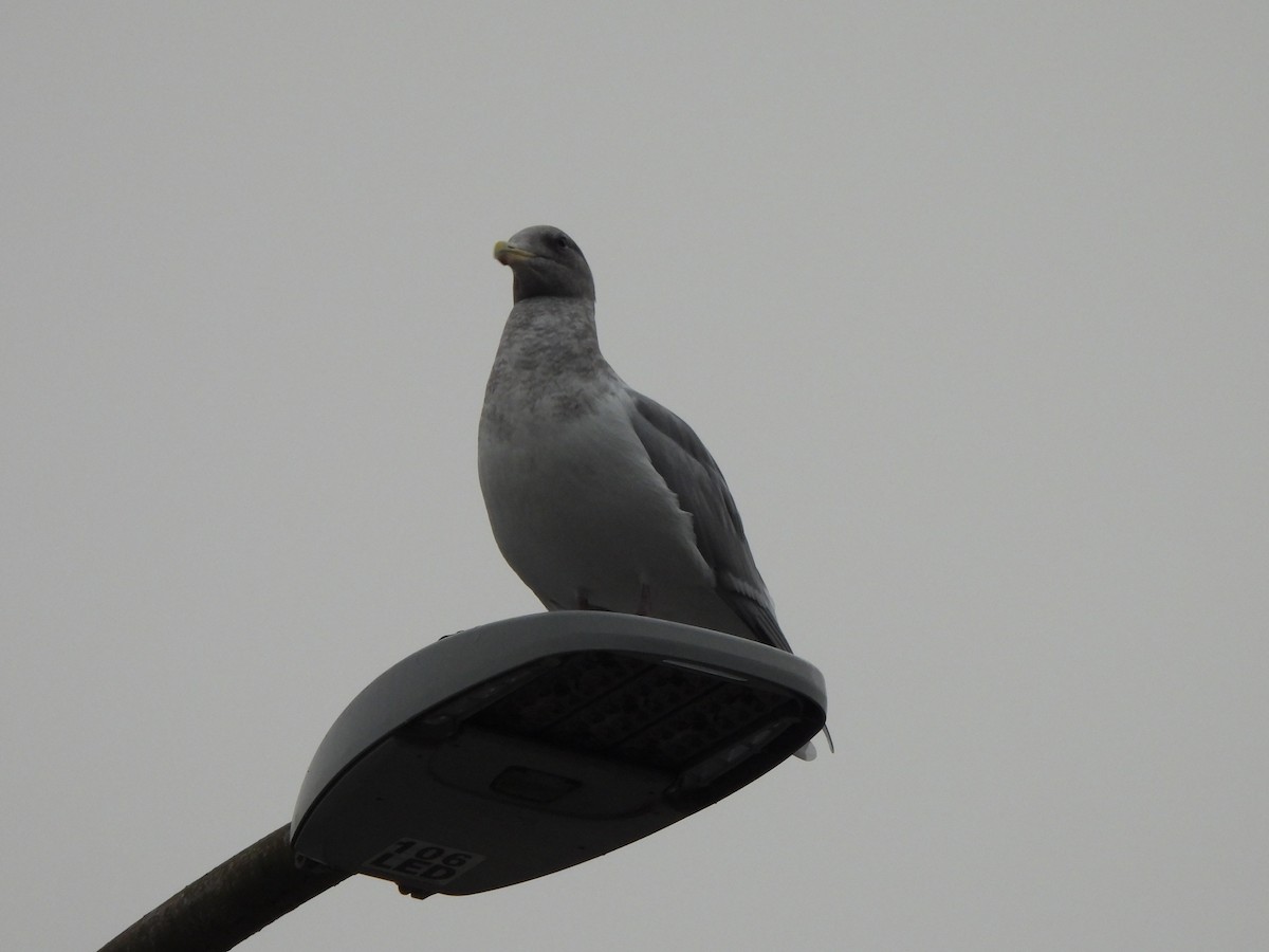 Glaucous-winged Gull - ML644618930