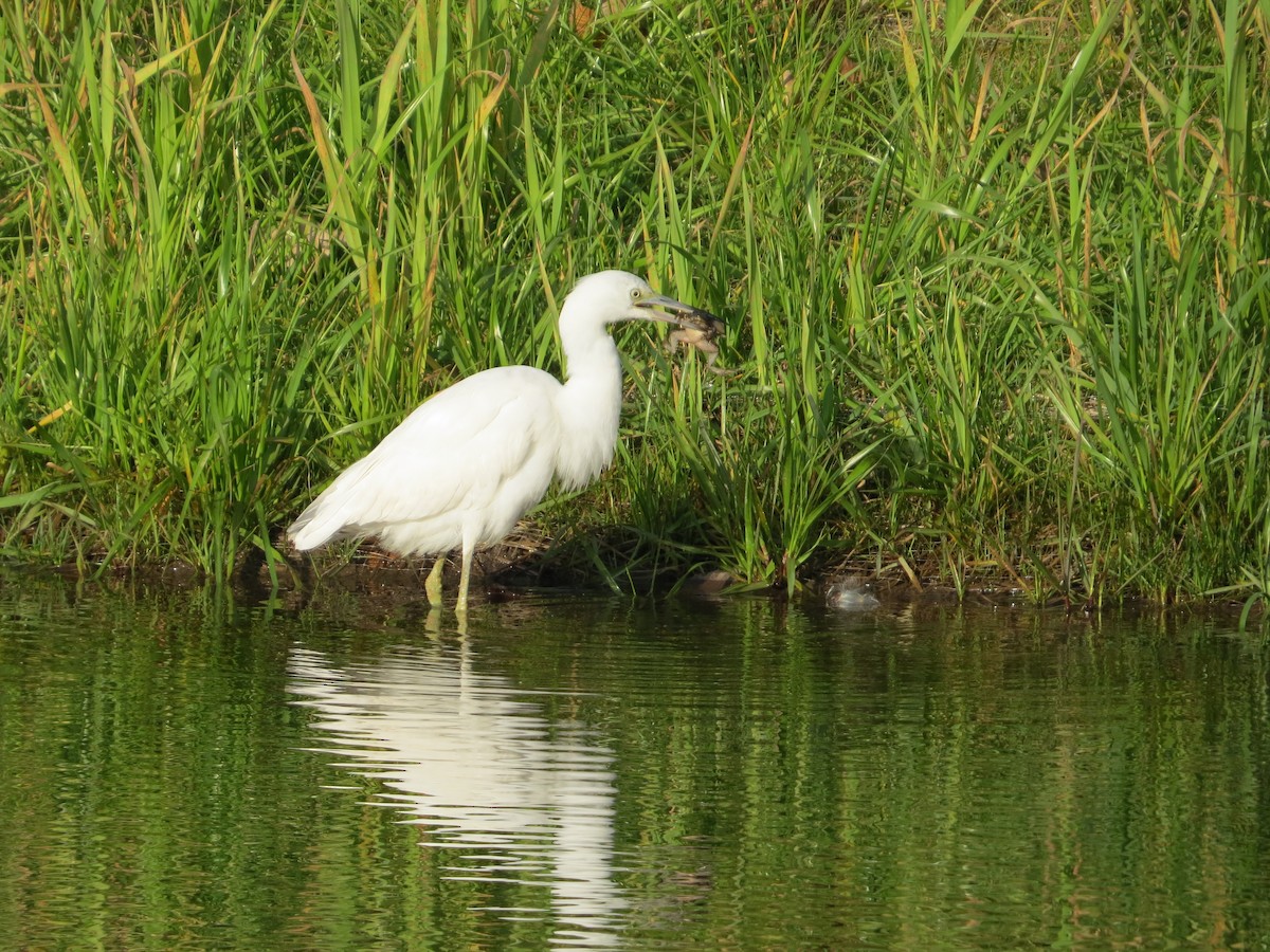 Little Blue Heron - ML644618935