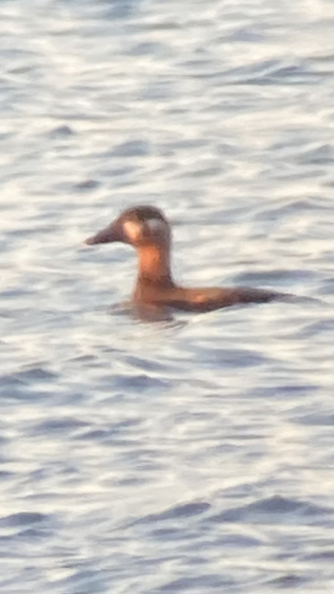 Surf Scoter - ML644618936