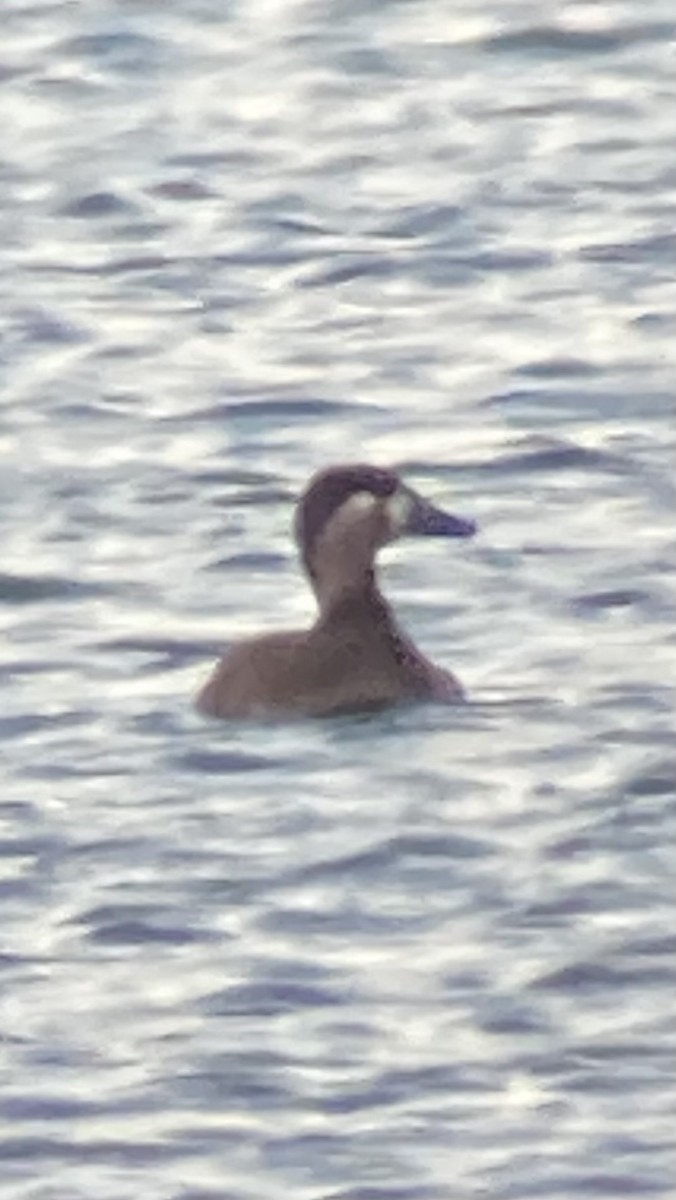 Surf Scoter - ML644618937