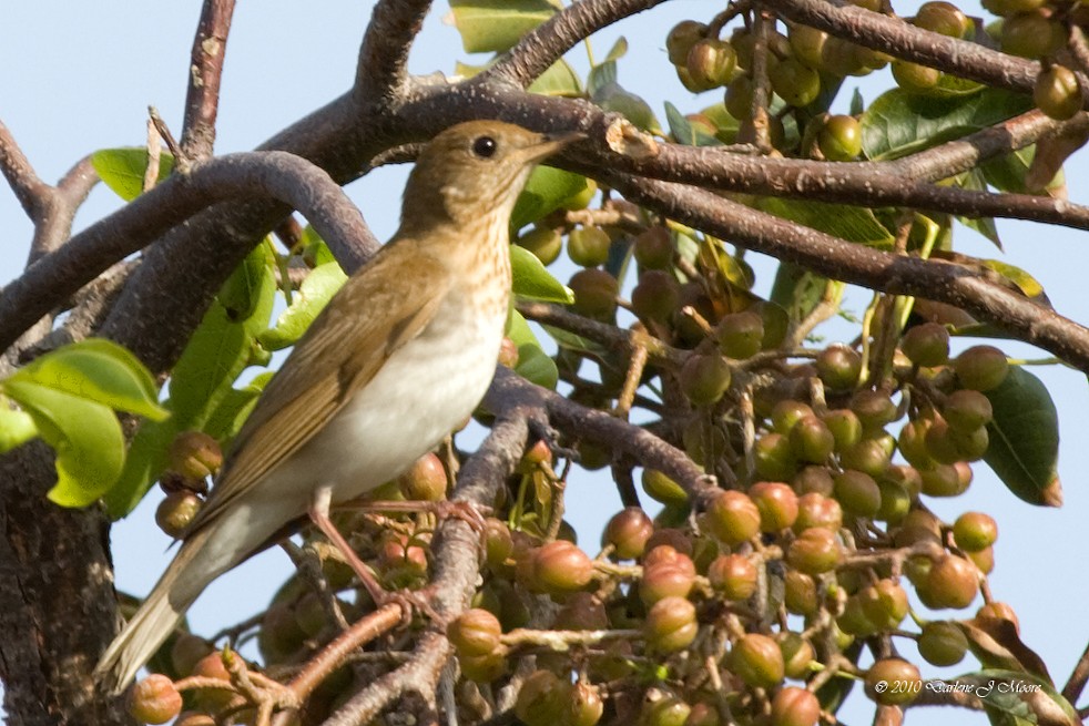 Veery - ML644618945
