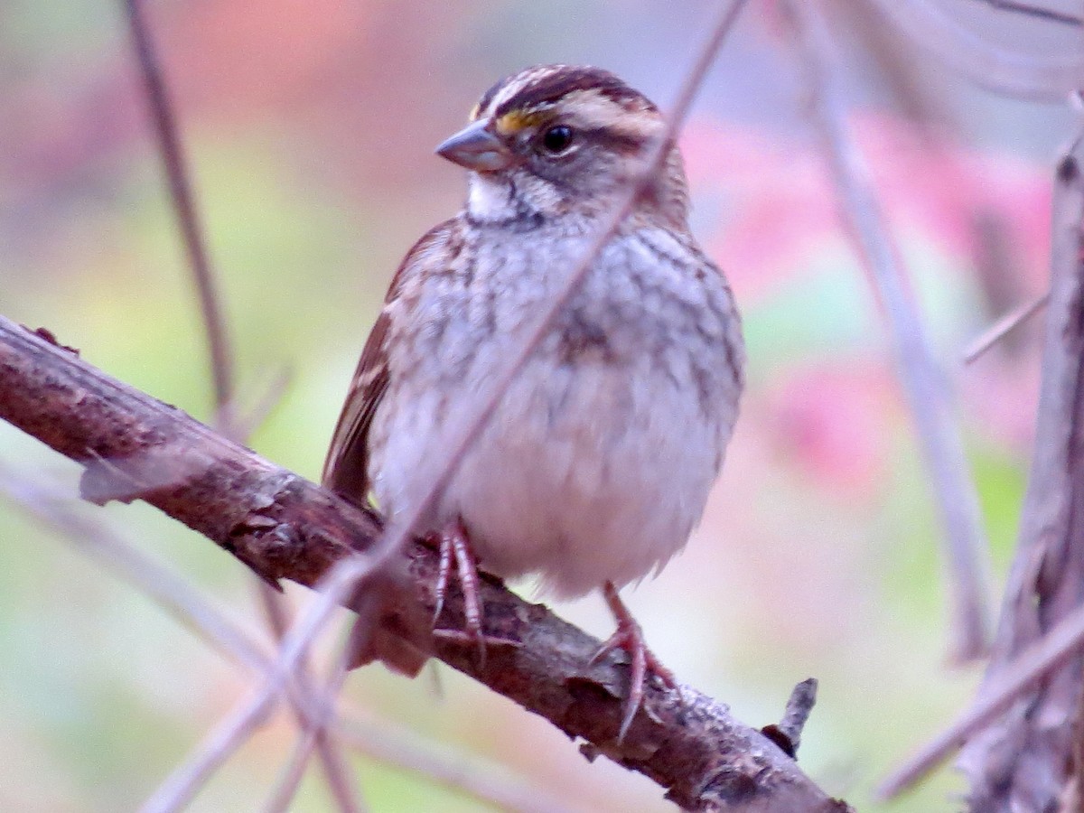 White-throated Sparrow - ML644618947