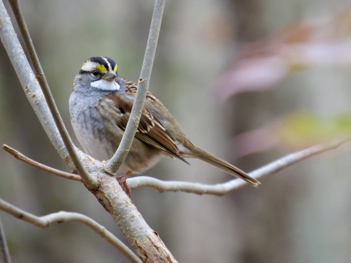 White-throated Sparrow - ML644618948