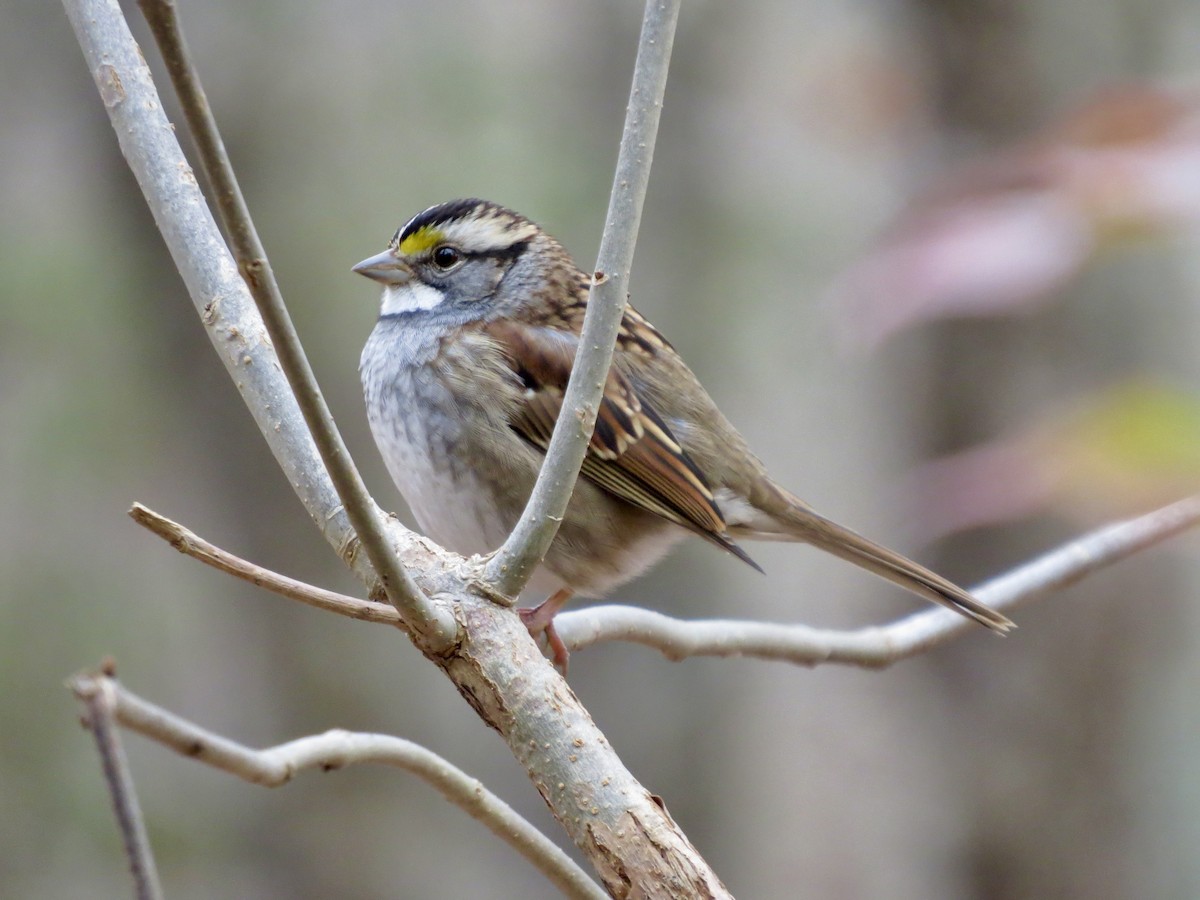 White-throated Sparrow - ML644618949