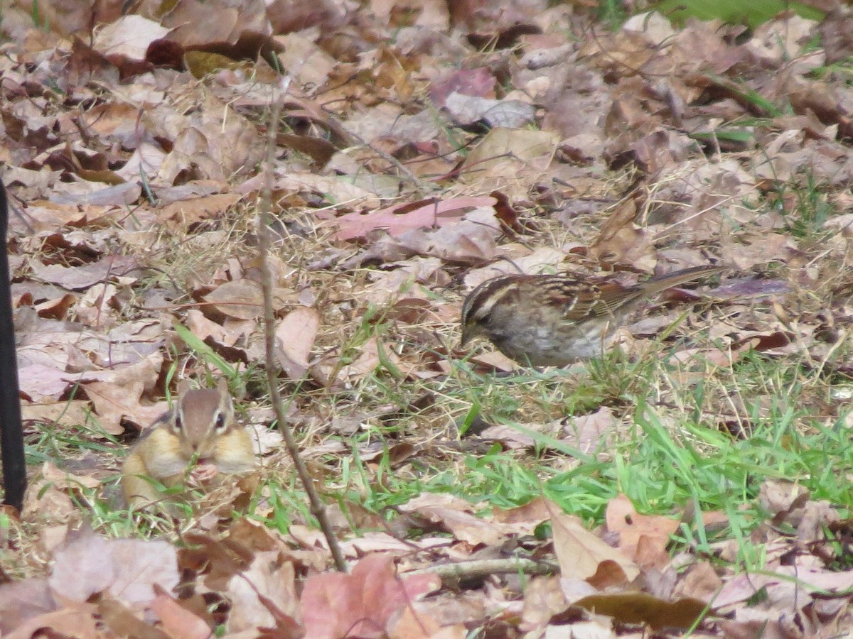 White-throated Sparrow - ML644618950