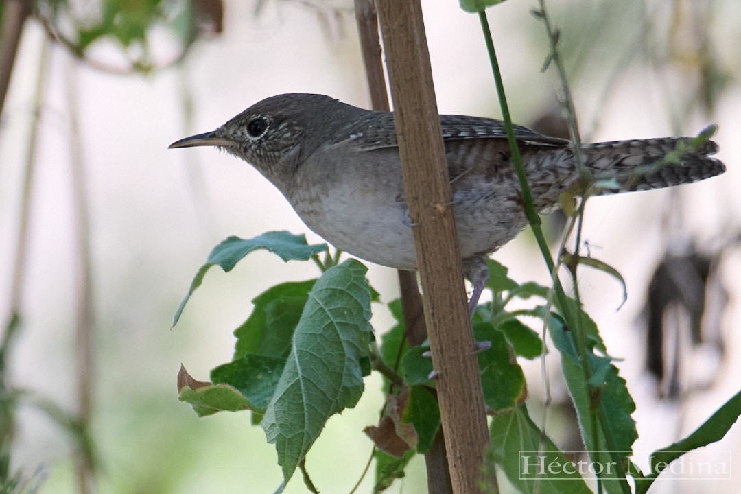 Northern House Wren - ML644618951