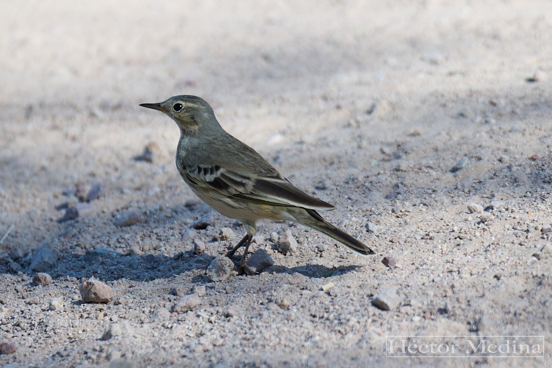 American Pipit - ML644618955