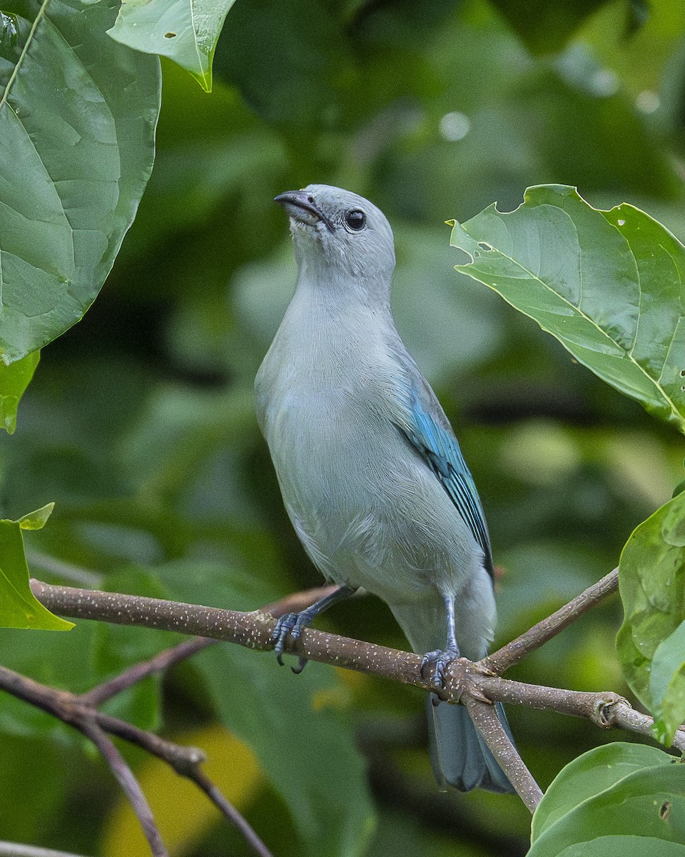 Blue-gray Tanager - ML644618956
