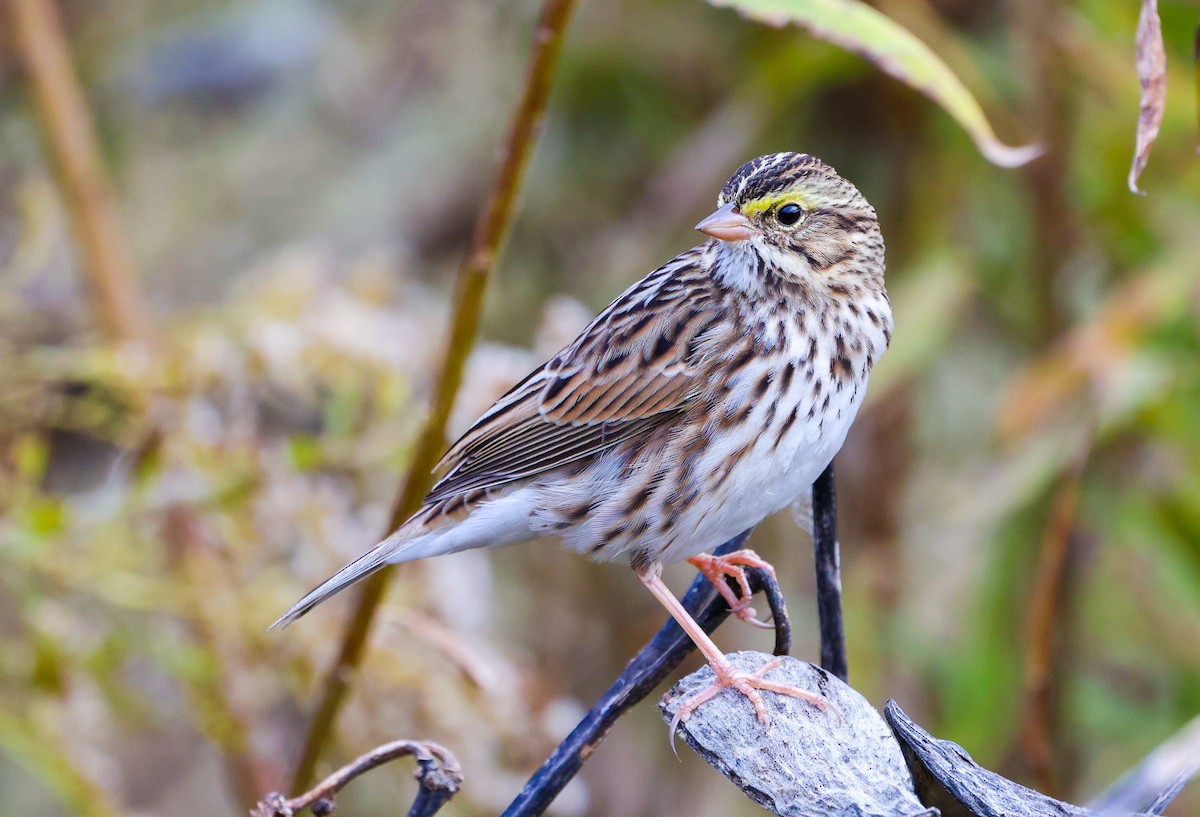 Savannah Sparrow - ML644618957