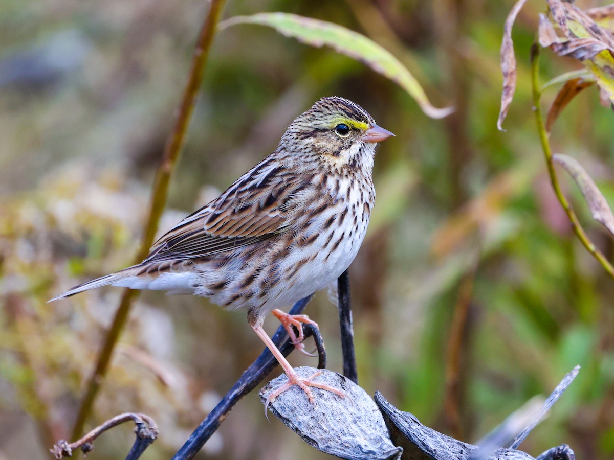 Savannah Sparrow - ML644618958