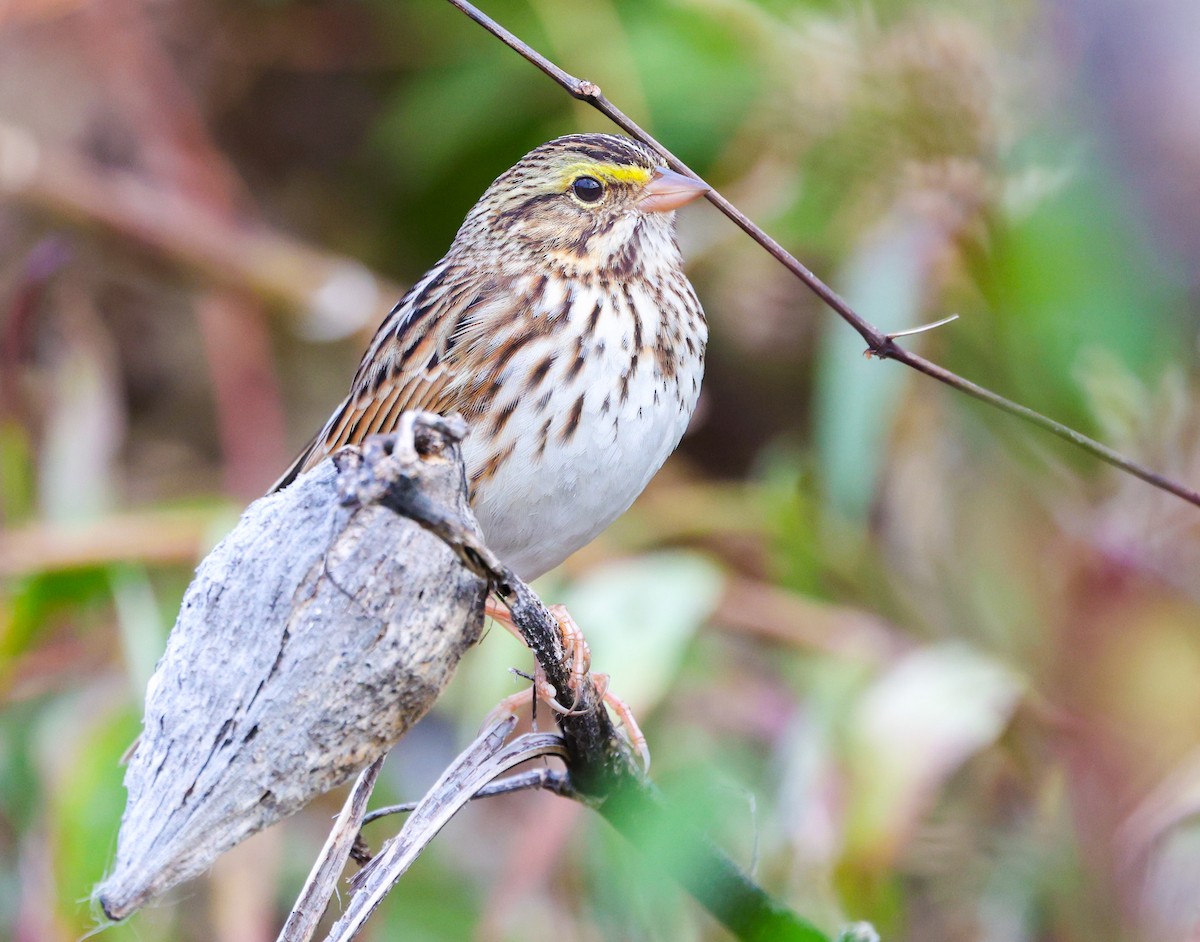 Savannah Sparrow - ML644618959