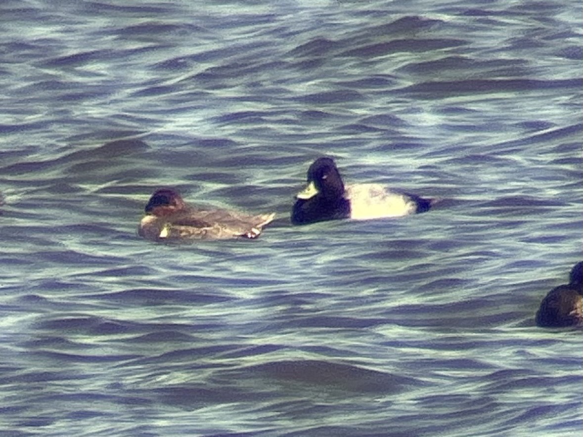 Lesser Scaup - ML644618960