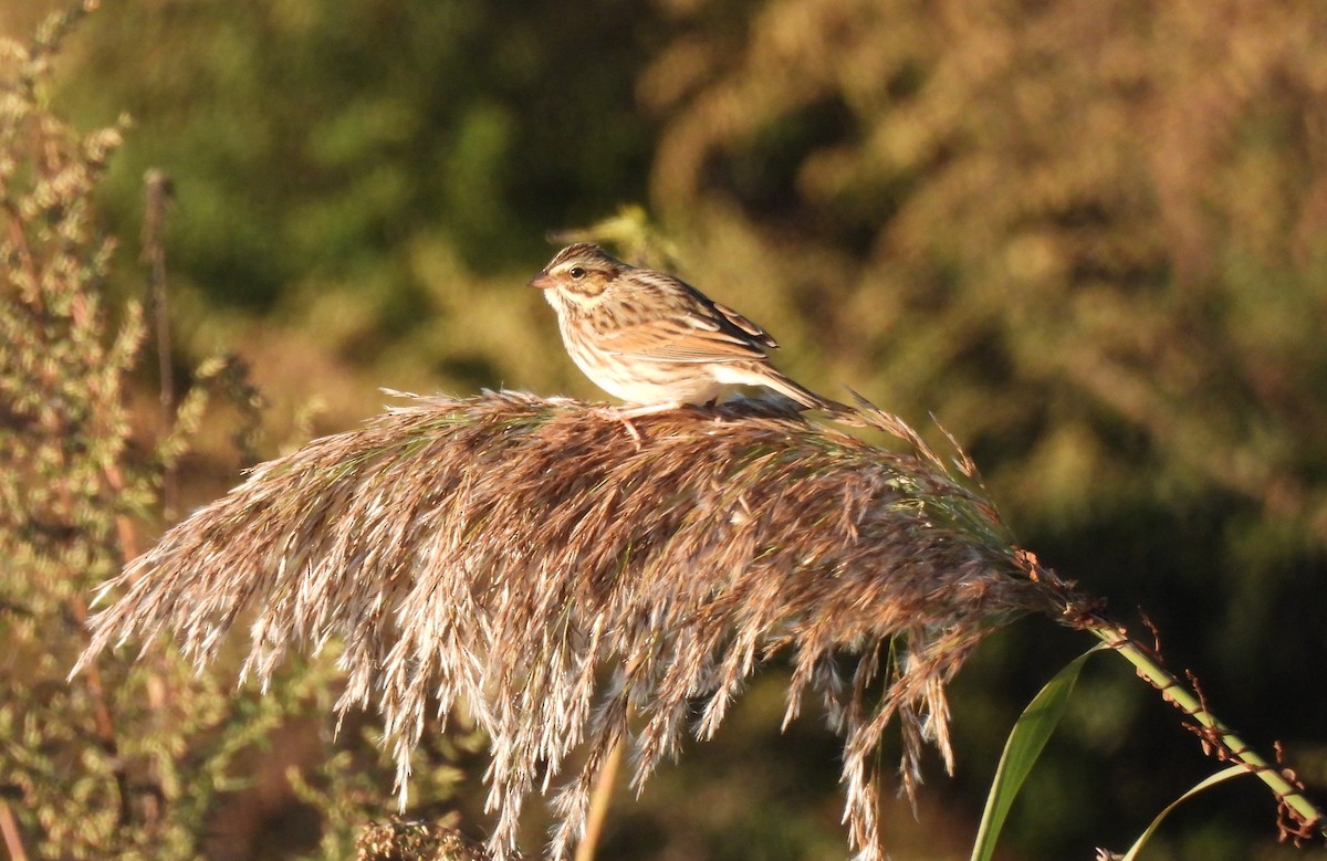 Savannah Sparrow - ML644618962