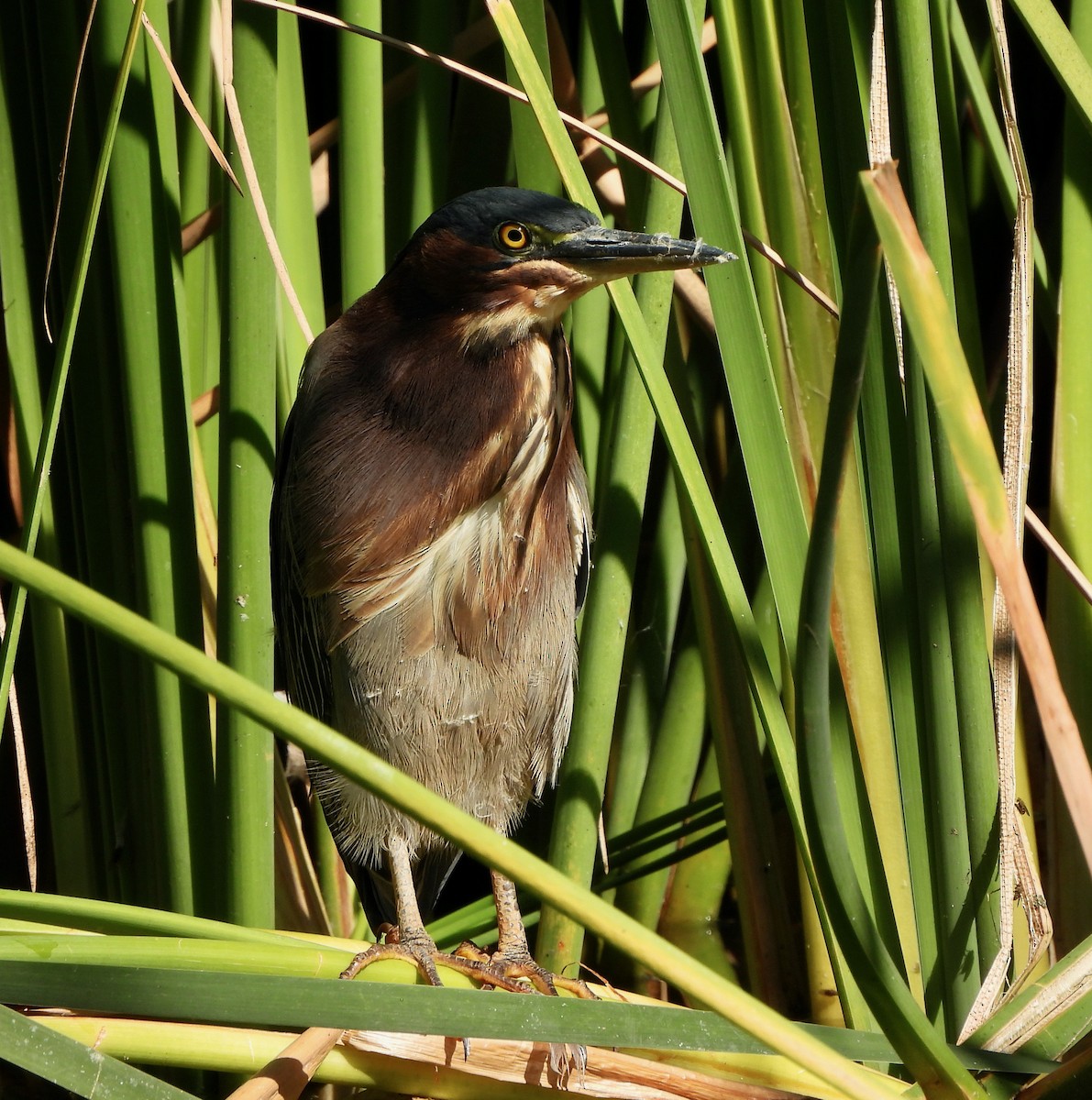 Green Heron - ML644618964