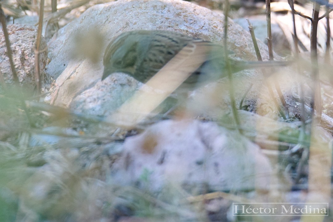 Lincoln's Sparrow - ML644618965