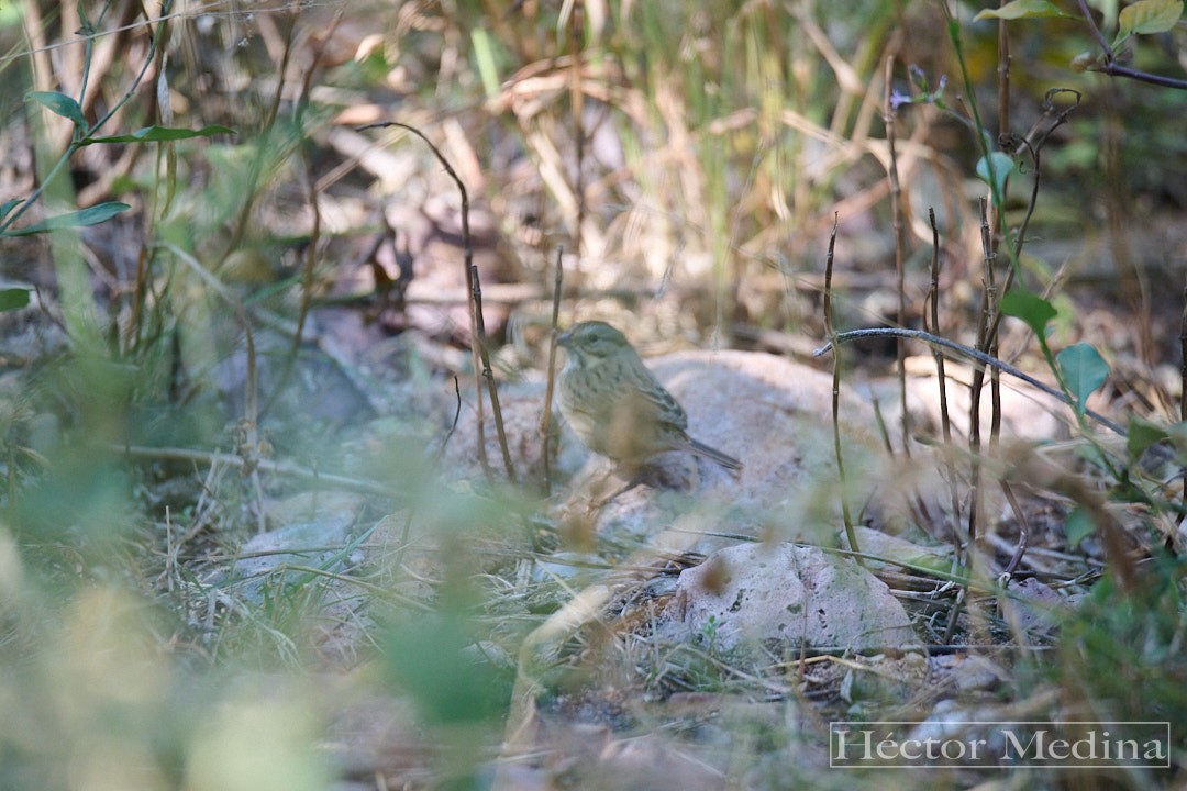 Lincoln's Sparrow - ML644618966