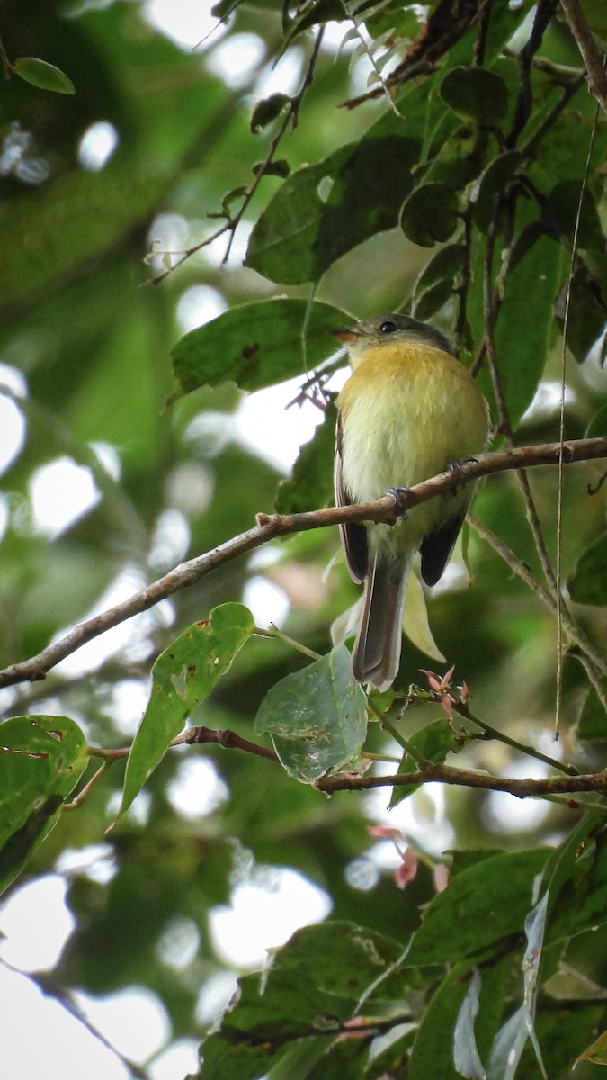 Handsome Flycatcher - ML644618968