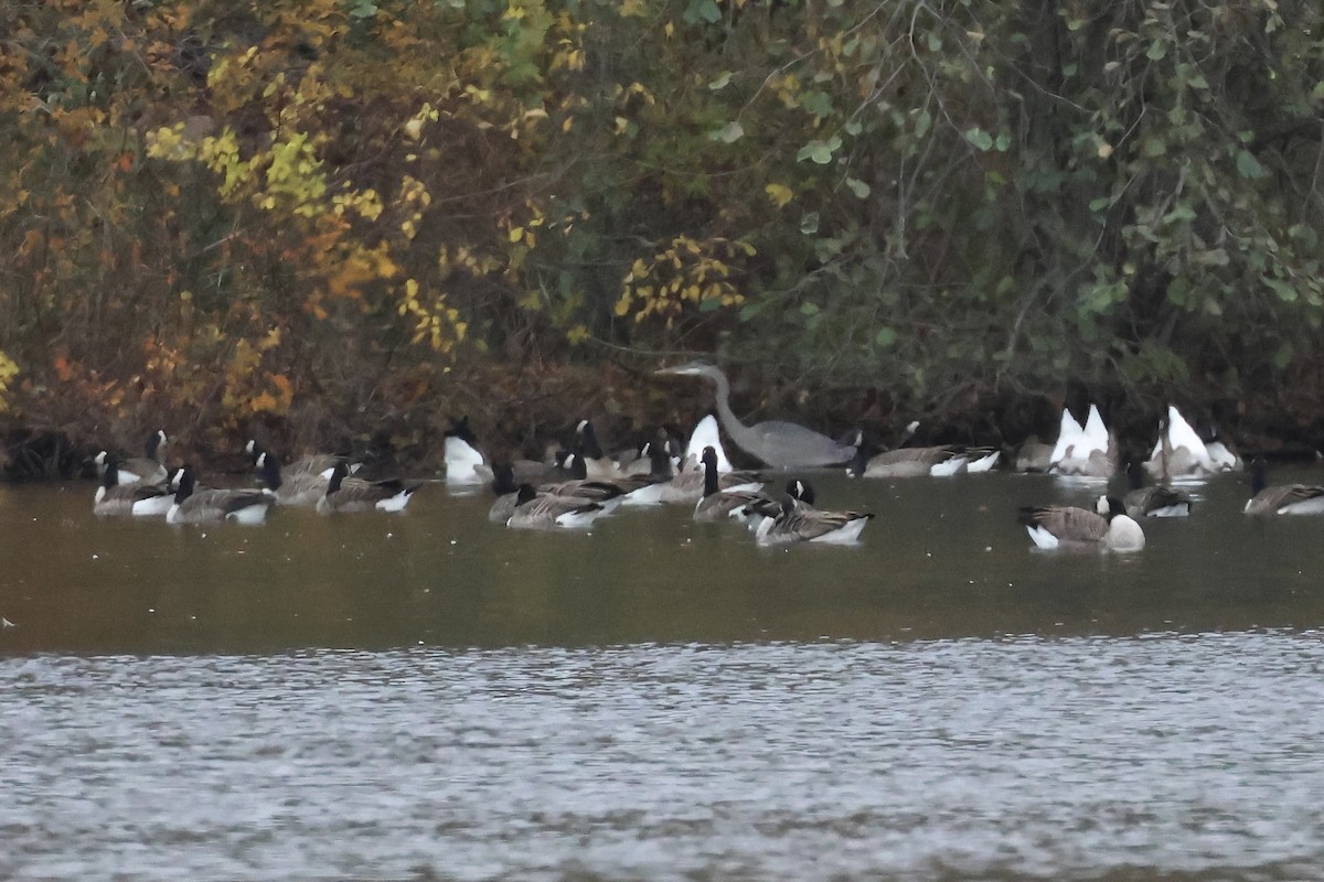 Great Blue Heron - ML644618969