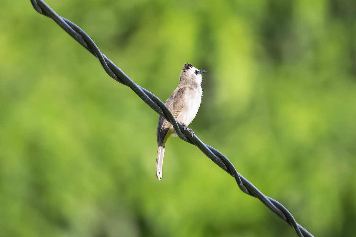 Yellow-vented Bulbul - ML644618970