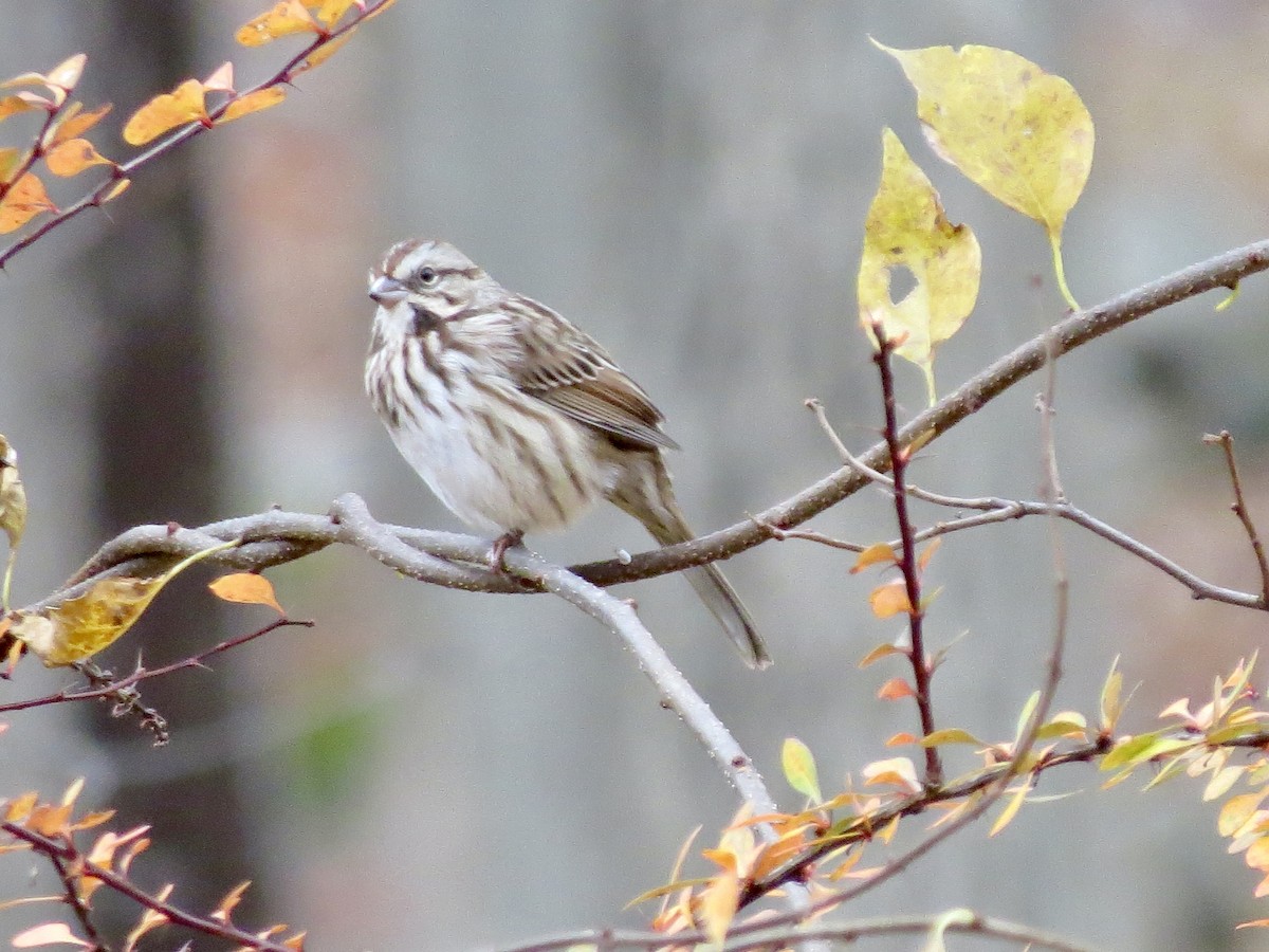 Song Sparrow - ML644618971