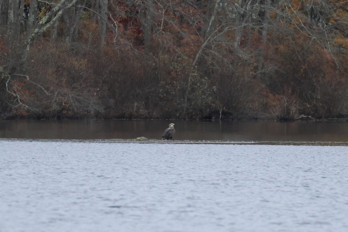 Bald Eagle - ML644618972