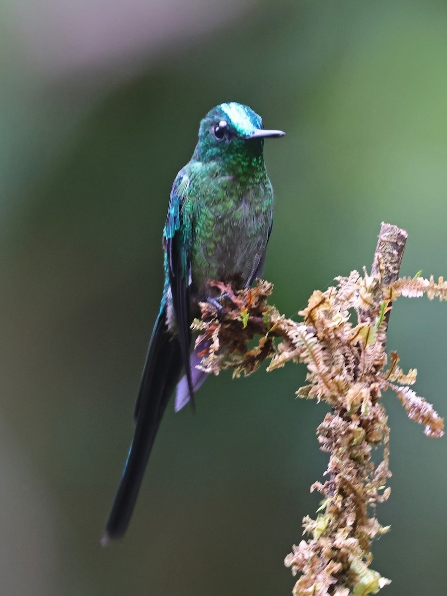 Long-tailed Sylph - ML644618973