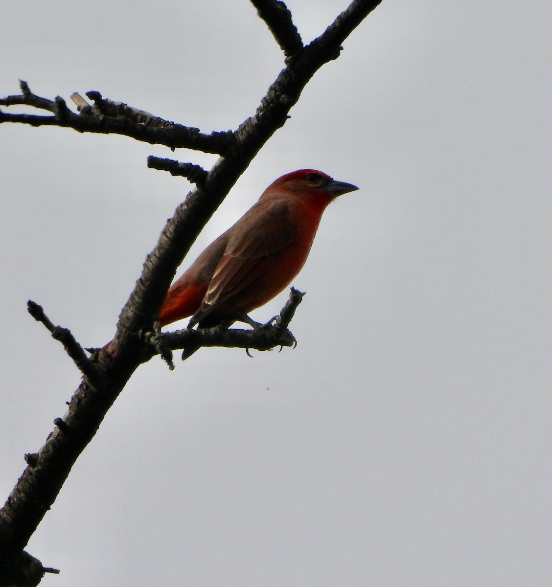 Hepatic Tanager - ML644619008