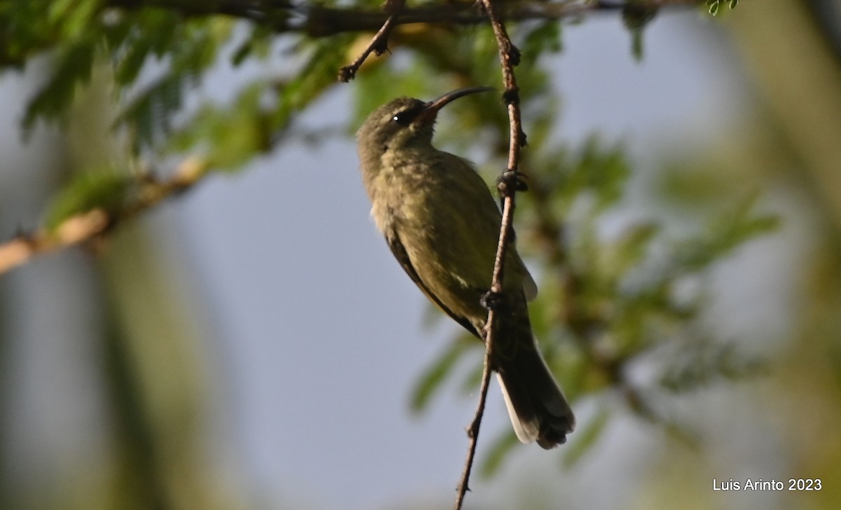 Amethyst Sunbird - ML644619011