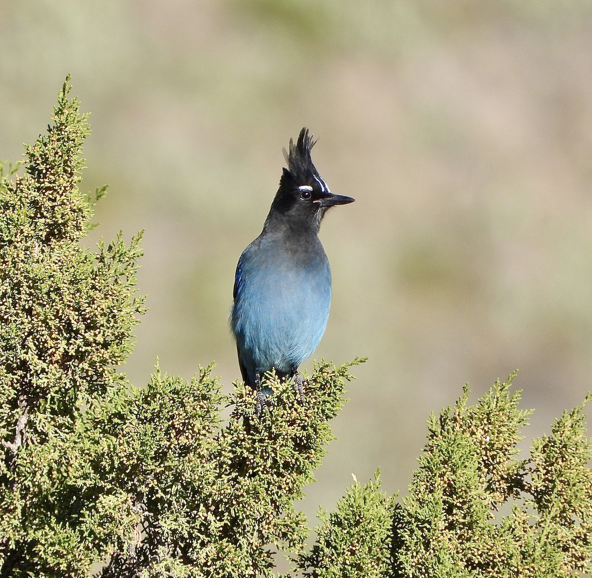 Steller's Jay (Southwest Interior) - ML644619012
