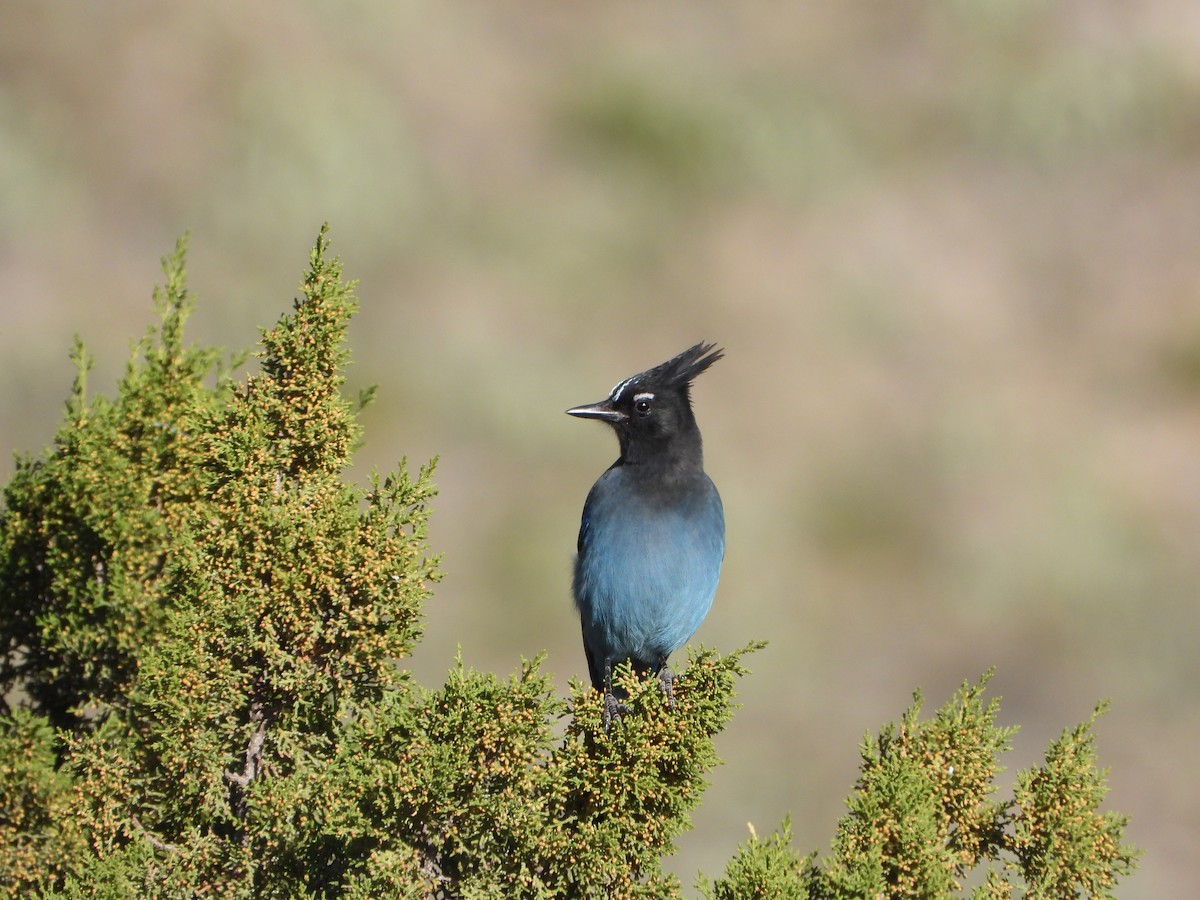 Steller's Jay (Southwest Interior) - ML644619013